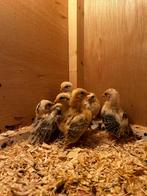 Ayam serama broedeieren, Dieren en Toebehoren, Geslacht onbekend, Kip