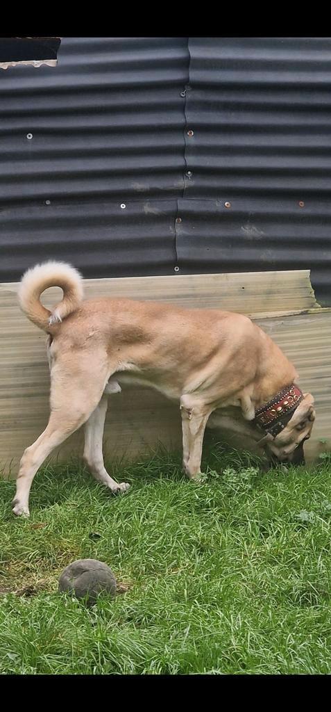 Anatolische herder te koop, Dieren en Toebehoren, Honden | Herdershonden en Veedrijvers, Reu, Herder, Particulier, Eén hond, Buitenland