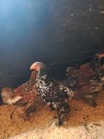 GRATIS voor goed adres Brahma Haan, Dieren en Toebehoren, Pluimvee, Mannelijk, Kip