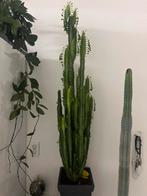 Euphorbia Trigona - Prachtige kamerplant, 150 tot 200 cm, Groene kamerplant, Halfschaduw, Ophalen of Verzenden