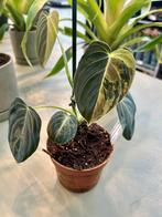 Philodendron Melanochrysum Variegata P10 nr3, Overige soorten, In pot, Minder dan 100 cm, Groene kamerplant