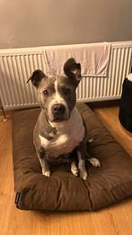 Amerikaanse stafford 8 jaar, 6 jaar of ouder, Rabiës (hondsdolheid), American Staffordshire Terriër, Teef