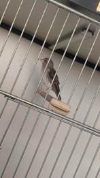 Mooie edelzanger man, Dieren en Toebehoren, Vogels | Overige Vogels, Mannelijk, Tropenvogel, Geringd