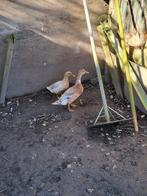 Paartje eenden, Meerdere dieren, Eend