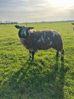 Bonte dekram, Dieren en Toebehoren, Schapen, Geiten en Varkens, Mannelijk, 0 tot 2 jaar