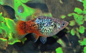 Hobbyaquarium Platy Blauw spotted Redtail beschikbaar voor biedingen