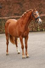 3-jarige Welsh NWR merrie, Dieren en Toebehoren, Merrie, Met stamboom, 3 tot 6 jaar, Onbeleerd