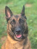 melsche herder, Rabiës (hondsdolheid), Teef, Eén hond, 3 tot 5 jaar