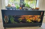 Prachtig compleet terrarium met python regius, Dieren en Toebehoren, Reptielen en Amfibieën, Slang, Met terrarium, 3 tot 6 jaar