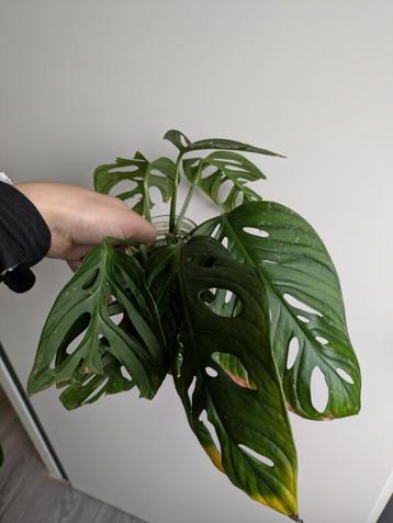 Monstera Adansonii / Monkey Mask bladstekken  beschikbaar voor biedingen