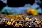 Tangerina Tijger Garnalen, Dieren en Toebehoren, Vissen | Aquariumvissen, Kreeft, Krab of Garnaal, Zoetwatervis, Schoolvis