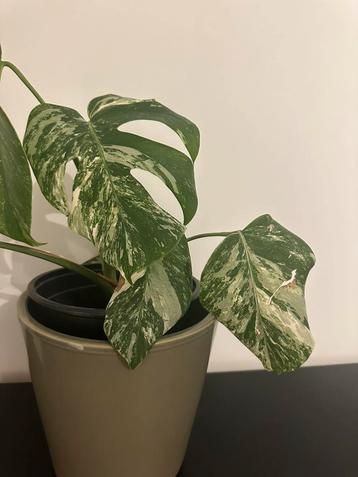 Monstera variegata beschikbaar voor biedingen
