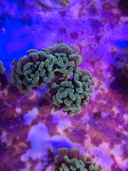Gouden hamer koraal stekken Aanbieding, Dieren en Toebehoren, Vissen | Aquariumvissen, Overige typen