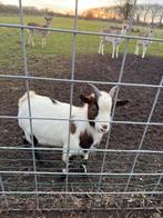 Te koop: geitenbok, Dieren en Toebehoren, Meerdere dieren, Schaap