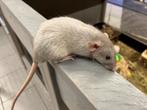 Jonge tamme ratten ( man) update 18-12-24, Dieren en Toebehoren, Knaagdieren, Mannelijk, Rat, Na 1 juli 2024, Tam