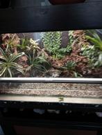 Terrarium, Dieren en Toebehoren, Reptielen en Amfibieën | Toebehoren, Ophalen