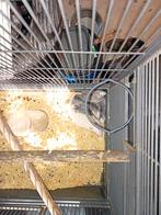 Rat ratjes Husky, Dieren en Toebehoren, Knaagdieren, Rat, Augustus, Meerdere dieren, Tam