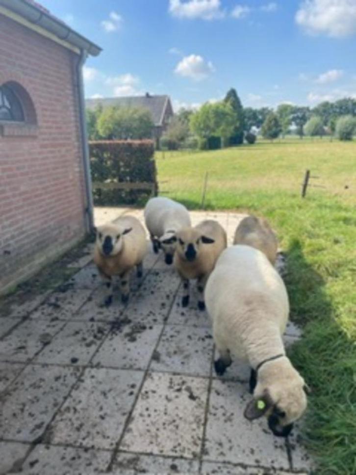 Hampshire Down ooilammeren en overjarige dekram., Dieren en Toebehoren, Schapen, Geiten en Varkens, Schaap, Meerdere dieren