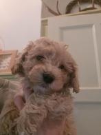 Prachtige maltipoo pups, reutjes, Dieren en Toebehoren, Honden | Chihuahua's en Gezelschapshonden, CDV (hondenziekte), 8 tot 15 weken