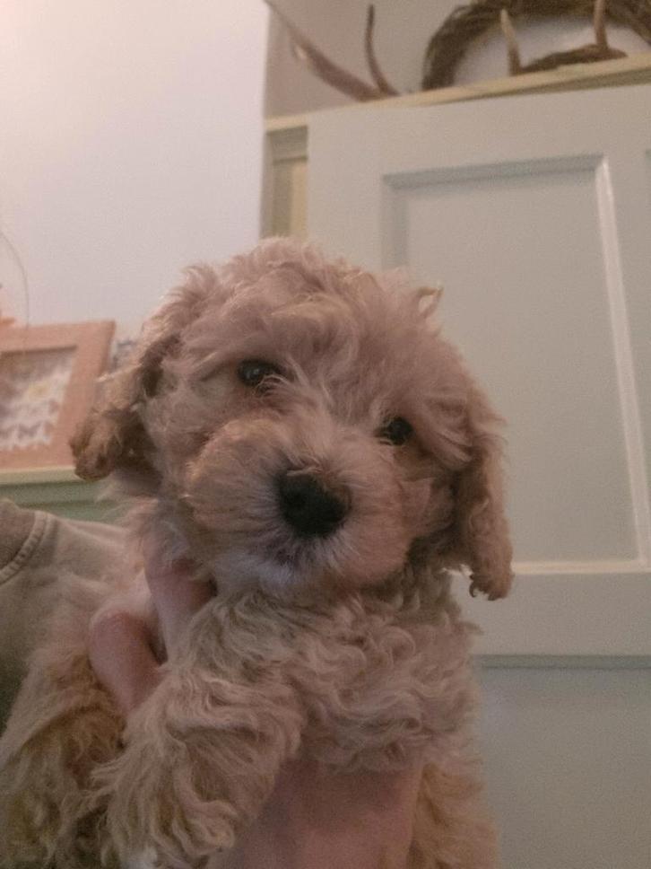 Prachtige maltipoo pups, reutjes, Dieren en Toebehoren, Honden | Chihuahua's en Gezelschapshonden, Reu, Overige rassen, Fokker | Hobbymatig