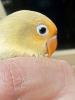 Prachtige piep jonge agapornis fisheri yellow face euwing, Dieren en Toebehoren, Vogels | Parkieten en Papegaaien, Mannelijk, Dwergpapegaai of Agapornis