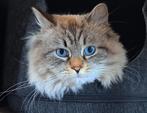 TER DEKKING: Prachtige Neva Masquerade, Hypoallergeen, Dieren en Toebehoren, Katten en Kittens | Dekkaters, 3 tot 5 jaar