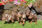 Prachtige  kleine dwerg teckel pups, Dieren en Toebehoren, Honden | Teckels en Dashonden, Nederland, CDV (hondenziekte), 8 tot 15 weken