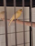 Raza espagnol pop en mooie gloster man, Vrouwelijk, Kleurkanarie