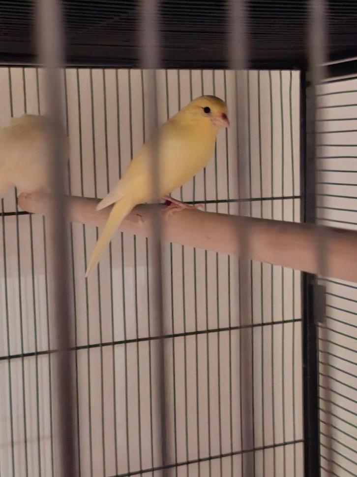 Raza espagnol pop en mooie gloster man, Dieren en Toebehoren, Vogels | Kanaries, Kleurkanarie, Vrouwelijk