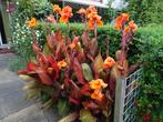 Canna wortelstokken – bont blad en oranje bloem, Zomer, Vaste plant, Ophalen of Verzenden, Overige soorten