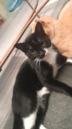 Europese korthaar, Dieren en Toebehoren, Poes