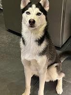 Super lieve Husky!, België, Particulier, Reu, 1 tot 2 jaar