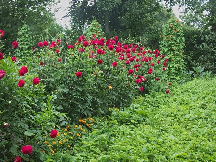 Dahlia knollen, Tuin en Terras, Bloembollen en Zaden, Knol, Voorjaar, Volle zon, Ophalen