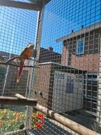 Te koop 3maal perrhurras 2024 april., Dieren en Toebehoren, Vogels | Parkieten en Papegaaien, Meerdere dieren, Dwergpapegaai of Agapornis