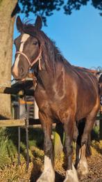 Grote Tinker Merrie 2 jaar, Dieren en Toebehoren, Merrie, Minder dan 160 cm, 0 tot 2 jaar, Onbeleerd
