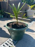 Palmboom Trachycarpus Fortunei, Ophalen of Verzenden, Volle zon, Palmboom, Minder dan 100 cm