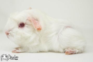 Witte peruvian cavia beschikbaar voor biedingen