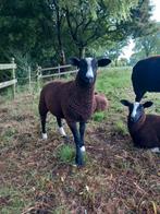 zwartbles ram, Dieren en Toebehoren, Schapen, Geiten en Varkens, Mannelijk, Schaap