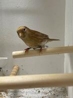 Barmsijs bruin split pheao, Mannelijk