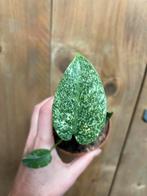 Monstera thai constellation mint platinum creme variegata, Huis en Inrichting, Kamerplanten, Ophalen of Verzenden, Halfschaduw