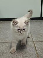 Super leuke  kittens beschikbaar, Kater, Gechipt, 0 tot 2 jaar