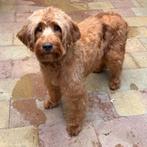 Australian labradoodle teefje zoekt gastgezin, Dieren en Toebehoren, Honden | Retrievers, Spaniëls en Waterhonden, Overige rassen