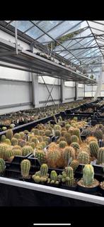 Te huur gezocht: kastruimte voor hobbykweek (cactus), Ophalen, Glas