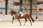 Brave 6 jarige merrie, Dieren en Toebehoren, Paarden, Merrie, M, Dressuurpaard, 3 tot 6 jaar
