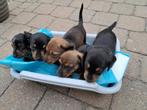 Tekkel x Jackrussell, 8 tot 15 weken, Korthaar, Dwerg, Meerdere