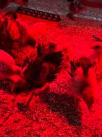 Brahma krulveer kuikens, Geslacht onbekend, Kip