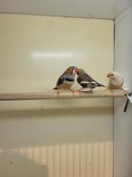 Zebravinken te koop, Meerdere dieren, Tropenvogel