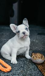 Franse bulldog pup Blue merle pied(ggk ouders/fluffygen), Dieren en Toebehoren, Honden | Bulldogs, Pinschers en Molossers, 8 tot 15 weken