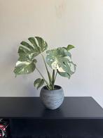 Monstera albo hele plant, Huis en Inrichting, Kamerplanten, Ophalen, Overige soorten, Halfschaduw, Minder dan 100 cm