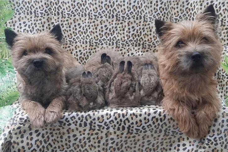 Meerdere Vosdwerg en Teddy Dwerg Koppeltjes, Dieren en Toebehoren, Konijnen, Groot, Meerdere dieren